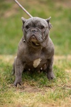 RAVINA, Hund, Französische Bulldogge in Ungarn - Bild 9