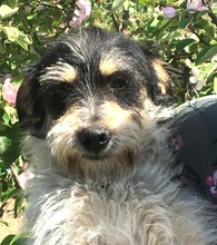 SAMUEL, Hund, Mischlingshund in Rumänien - Bild 1
