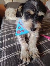 SAMUEL, Hund, Mischlingshund in Rumänien - Bild 10