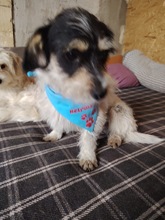 SAMUEL, Hund, Mischlingshund in Rumänien - Bild 11