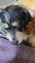 SAMUEL, Hund, Mischlingshund in Rumänien - Bild 14