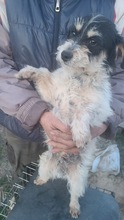 SAMUEL, Hund, Mischlingshund in Rumänien - Bild 2