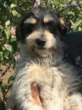 SAMUEL, Hund, Mischlingshund in Rumänien - Bild 3