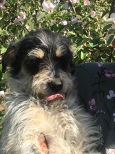 SAMUEL, Hund, Mischlingshund in Rumänien - Bild 4