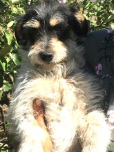 SAMUEL, Hund, Mischlingshund in Rumänien - Bild 5