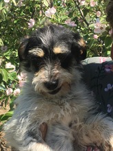 SAMUEL, Hund, Mischlingshund in Rumänien - Bild 6