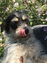 SAMUEL, Hund, Mischlingshund in Rumänien - Bild 7