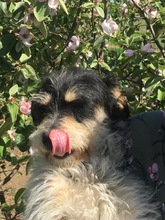 SAMUEL, Hund, Mischlingshund in Rumänien - Bild 8