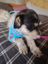 SAMUEL, Hund, Mischlingshund in Rumänien - Bild 9