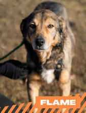FLAME, Hund, Mischlingshund in Bulgarien - Bild 1