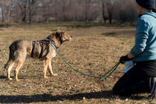 FLAME, Hund, Mischlingshund in Bulgarien - Bild 10