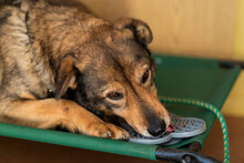 FLAME, Hund, Mischlingshund in Bulgarien - Bild 11
