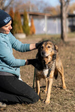 FLAME, Hund, Mischlingshund in Bulgarien - Bild 4