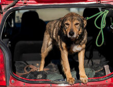 FLAME, Hund, Mischlingshund in Bulgarien - Bild 8