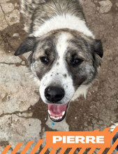 PIERRE, Hund, Mischlingshund in Bulgarien - Bild 1