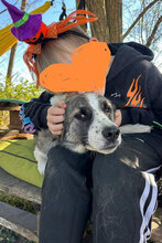 PIERRE, Hund, Mischlingshund in Bulgarien - Bild 3