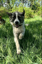 PIERRE, Hund, Mischlingshund in Bulgarien - Bild 4