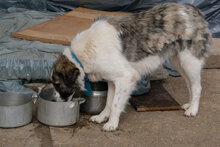 PIERRE, Hund, Mischlingshund in Bulgarien - Bild 5