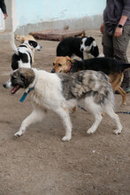 PIERRE, Hund, Mischlingshund in Bulgarien - Bild 6