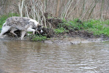 PIERRE, Hund, Mischlingshund in Bulgarien - Bild 7