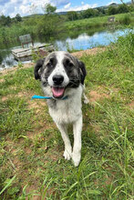 PIERRE, Hund, Mischlingshund in Bulgarien - Bild 8