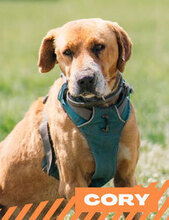 CORY, Hund, Mischlingshund in Bulgarien - Bild 1