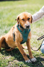 CORY, Hund, Mischlingshund in Bulgarien - Bild 3