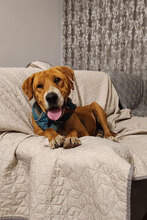 CORY, Hund, Mischlingshund in Bulgarien - Bild 4
