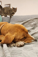 CORY, Hund, Mischlingshund in Bulgarien - Bild 6