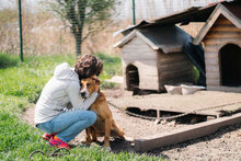 CORY, Hund, Mischlingshund in Bulgarien - Bild 7