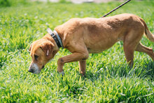 CORY, Hund, Mischlingshund in Bulgarien - Bild 8