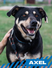 AXEL, Hund, Mischlingshund in Bulgarien - Bild 1