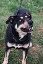 AXEL, Hund, Mischlingshund in Bulgarien - Bild 2