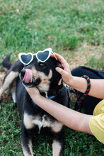 AXEL, Hund, Mischlingshund in Bulgarien - Bild 3