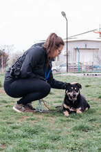AXEL, Hund, Mischlingshund in Bulgarien - Bild 4