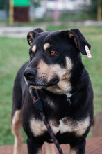 AXEL, Hund, Mischlingshund in Bulgarien - Bild 5