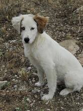 DEMI, Hund, Mischlingshund in Griechenland - Bild 2