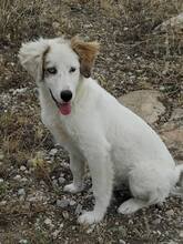DEMI, Hund, Mischlingshund in Griechenland - Bild 3