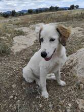 DEMI, Hund, Mischlingshund in Griechenland - Bild 4
