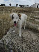 DEMI, Hund, Mischlingshund in Griechenland - Bild 5