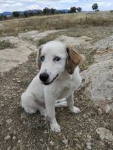 DEMI, Hund, Mischlingshund in Griechenland - Bild 6
