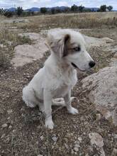 DEMI, Hund, Mischlingshund in Griechenland - Bild 7