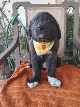 LARA, Hund, Mischlingshund in Griechenland - Bild 2
