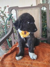 LARA, Hund, Mischlingshund in Griechenland - Bild 3