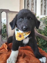 LENA, Hund, Mischlingshund in Griechenland - Bild 1