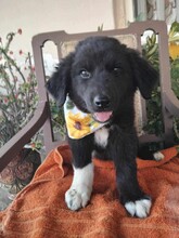 LENA, Hund, Mischlingshund in Griechenland - Bild 2