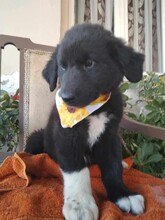 LENA, Hund, Mischlingshund in Griechenland - Bild 3