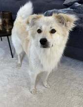 LOKI, Hund, Mischlingshund in Itzstedt - Bild 1