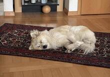 LOKI, Hund, Mischlingshund in Itzstedt - Bild 2