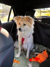 LOKI, Hund, Mischlingshund in Itzstedt - Bild 3
